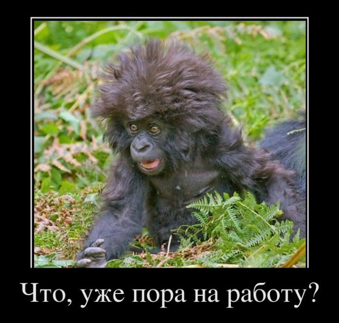 прикольные картинки пора на работу онлайн прикольные картинки пора на работу